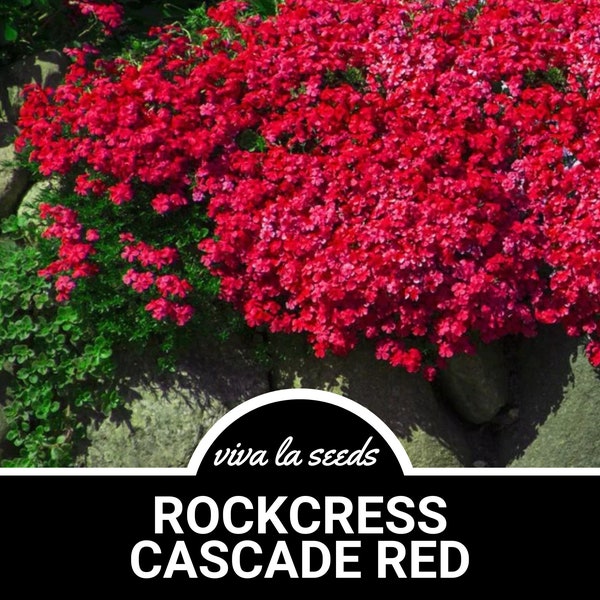 Rockcress, Cascade Red | 50 Seeds | Cascading Flowers | Aubrieta hybrda