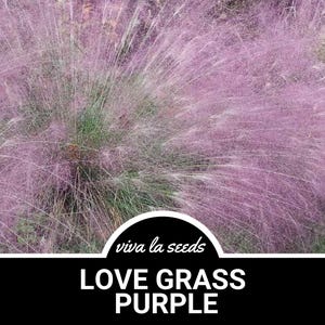 Love Grass, Purple | 50 Seeds | Heirloom Ornamental Grass | Drought Tolerant | Amazing Landscape Plant | Eragrostis spectabilis
