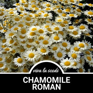 Chamomile, Roman | 300 Seeds | Medicinal | Culinary Herb | Non GMO | Anthemis nobilis