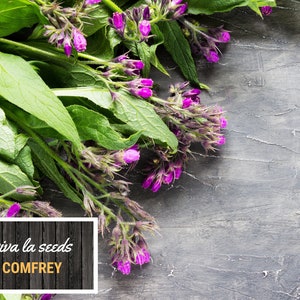 May include: A bunch of purple comfrey flowers with green leaves on a gray wooden background. The text "viva la seeds COMFREY" is on a brown wooden sign.