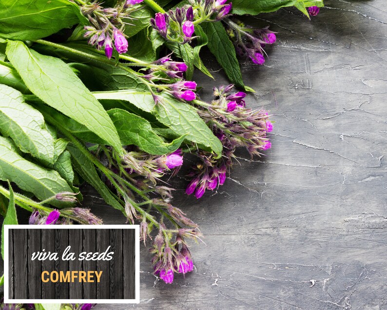 May include: A bunch of purple comfrey flowers with green leaves on a gray wooden background. The text "viva la seeds COMFREY" is on a brown wooden sign.