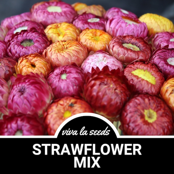 Strawflower Mix | 200 Seeds | Super Easy to Grow | Non-GMO | Helichrysum bracteatum