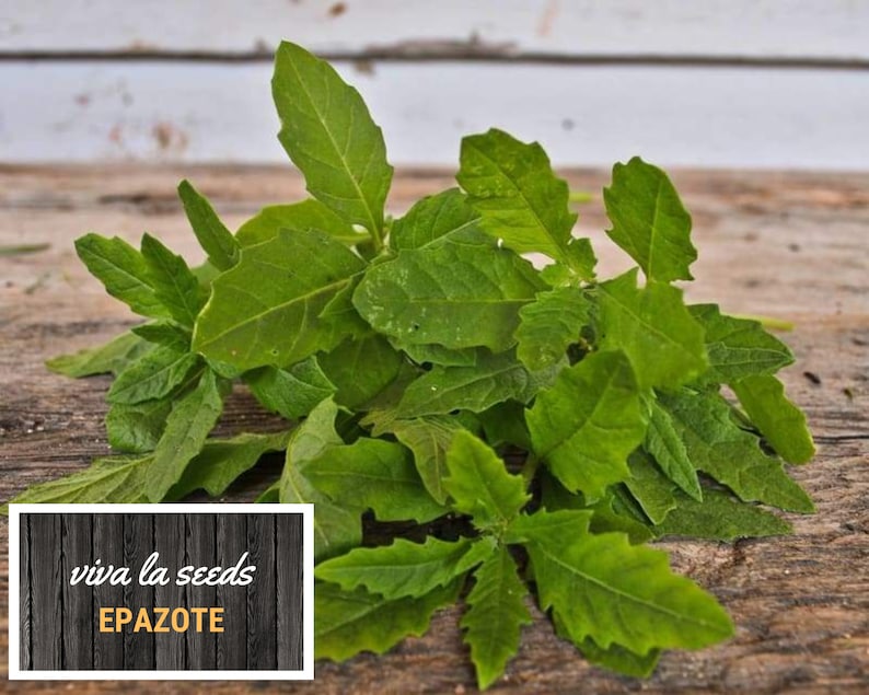 Epazote | 25 Seeds | Medicinal & Culinary Herb | Heirloom | Non-gmo ...