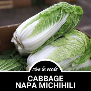 May include: Close-up of a pile of fresh, green Napa cabbage. The cabbage is tightly packed and has a light green color. The text "viva la seeds" and "CABBAGE NAPA MICHIHILI" is visible on a black background.