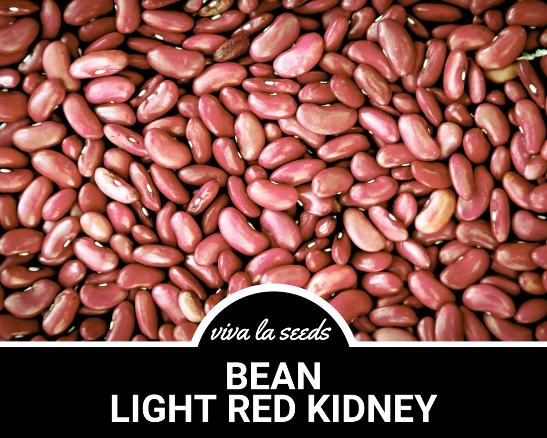 Light Red Kidney Bean Seeds – 20 Seeds, Bush Heirloom, Easy Grow, American Grown, Veteran Sold