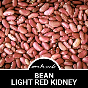 Bean, Kidney Light Red | 20 Seeds | Heirloom Vegetable | Open Pollinated | Non-GMO | Phaseolus vulgaris