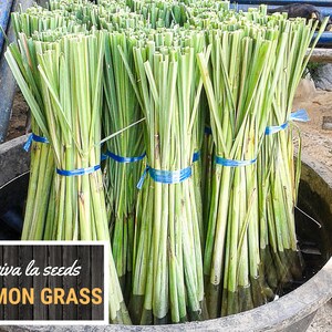 May include: Bundles of fresh lemon grass, tied with blue bands, are displayed in a large, dark container. The image includes a white and brown sign that reads "viva la seeds LEMON GRASS". The green stalks are partially submerged in water.