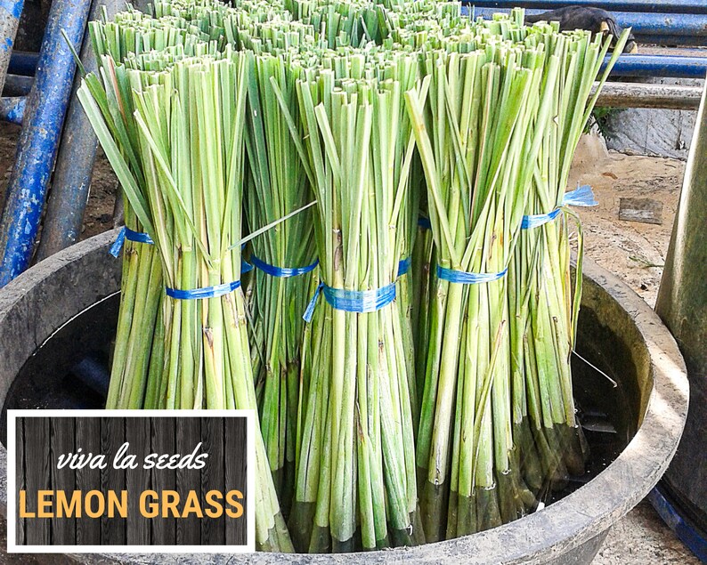 May include: Bundles of fresh lemon grass, tied with blue bands, are displayed in a large, dark container. The image includes a white and brown sign that reads "viva la seeds LEMON GRASS". The green stalks are partially submerged in water.