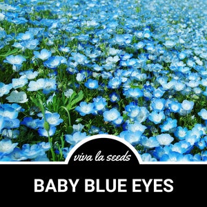 Baby Blue Eyes | 200 Seeds | Heirloom Flower | Native Wildflower | Nemophila menziesii