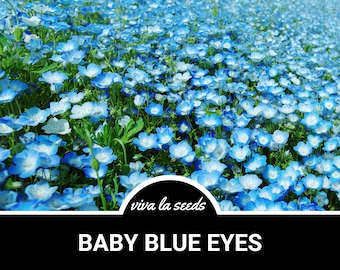 Ojos azules de bebé / 200 semillas / Flor tradicional / Flor silvestre nativa / Nemophila menziesii