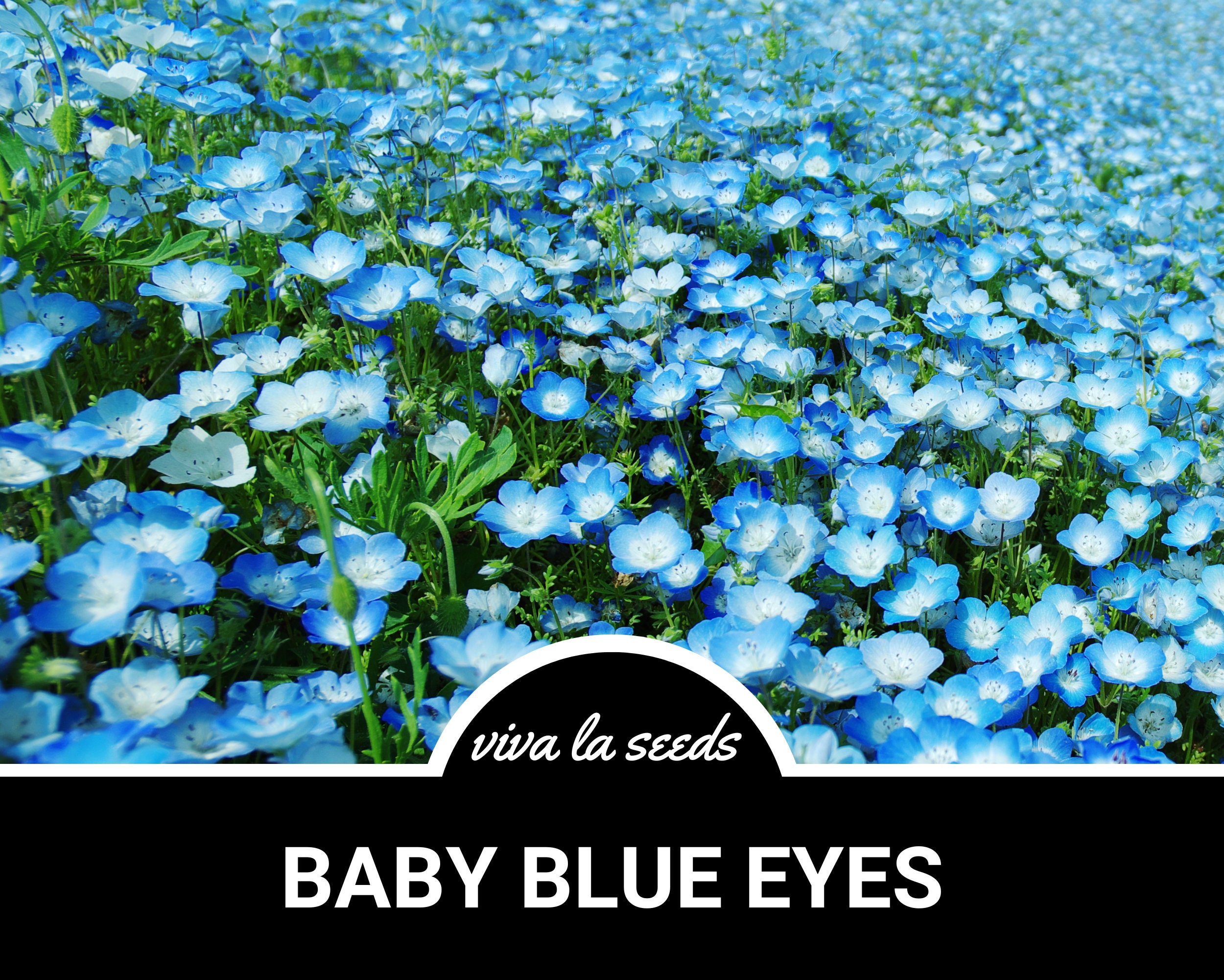 Baby Blue Eyes | 200 Seeds | Heirloom Flower | Native Wildflower
