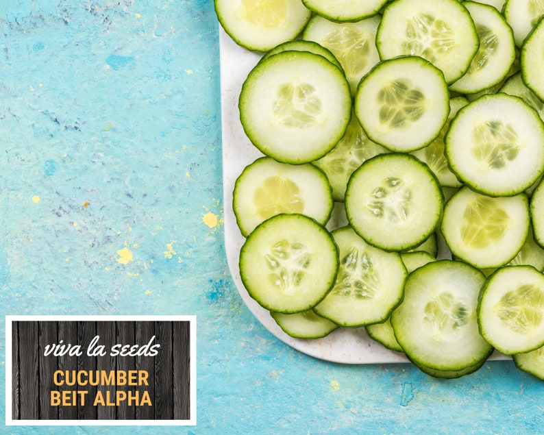 May include: A white plate with thinly sliced green cucumbers. The plate is on a blue background with yellow speckles. The text "viva la seeds CUCUMBER BEIT ALPHA" is on a black and brown wooden background.