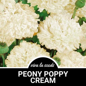 Peony Poppy, Cream | 100 Seeds | Stunning poppy look | Papaver paeoniflorum