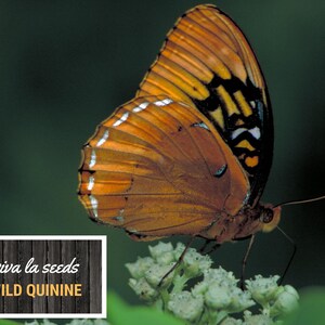 May include: A brown and black butterfly with white markings on its wings is perched on a cluster of white flowers. The butterfly has a long, thin proboscis that it uses to feed on nectar. The text "viva la seeds WILD QUININE" is visible in the lower left corner of the image.