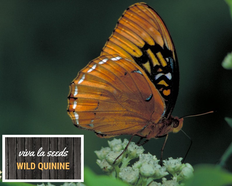 May include: A brown and black butterfly with white markings on its wings is perched on a cluster of white flowers. The butterfly has a long, thin proboscis that it uses to feed on nectar. The text "viva la seeds WILD QUININE" is visible in the lower left corner of the image.