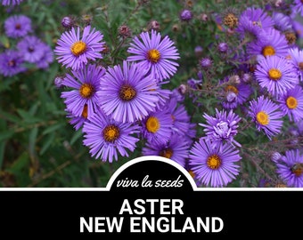 Aster, New England | 200 Seeds | Heirloom Flower | Native Wildflower | Aster novae-angliae