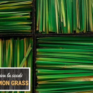 May include: Close-up of fresh lemon grass arranged in a square pattern. The vibrant green blades are neatly organized, with some showing yellowing tips. The text "viva la seeds LEMON GRASS" is displayed in a white box with a wooden background.
