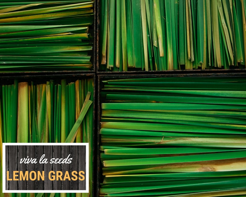 May include: Close-up of fresh lemon grass arranged in a square pattern. The vibrant green blades are neatly organized, with some showing yellowing tips. The text "viva la seeds LEMON GRASS" is displayed in a white box with a wooden background.
