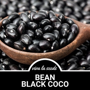 Bean, Black Coco | 30 Seeds | Shelling & Dry Bean | Heirloom | Non-GMO | Phaseolus vulgaris