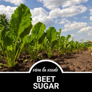 May include: A field of green sugar beet plants growing in rows. The sky is blue with white clouds. The text "viva la seeds" and "BEET SUGAR" is on a black background.