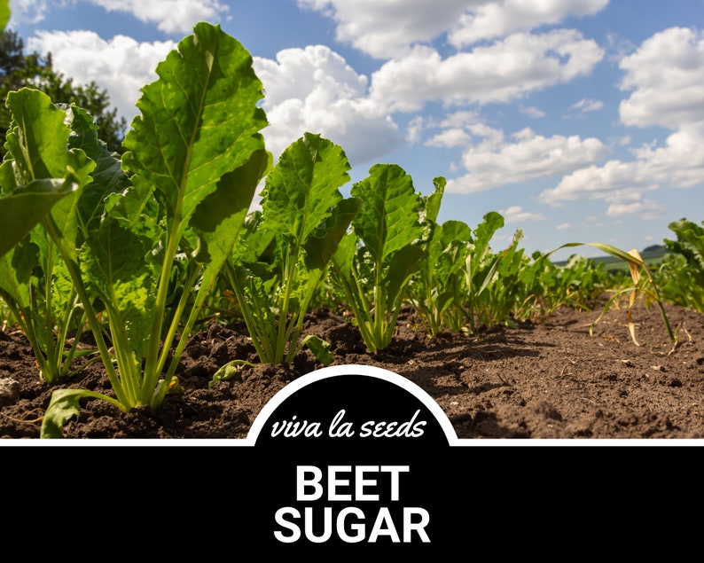 May include: A field of green sugar beet plants growing in rows. The sky is blue with white clouds. The text "viva la seeds" and "BEET SUGAR" is on a black background.