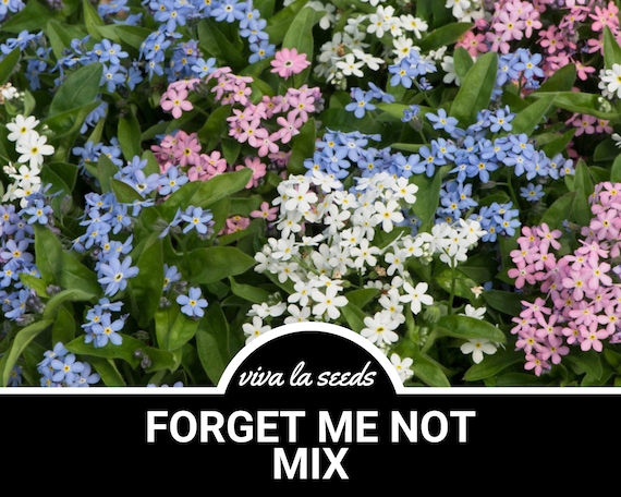 Forget Me Not, Mix | 100 Seeds | Heirloom Flower | Pink, White & Blue  | Sun or Shade | Native Perennial Wildflower | Myosotis sylvatica