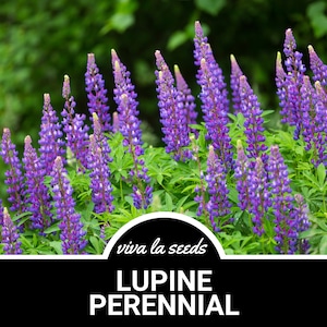 Lupine, Perennial | 50 Seeds | Heirloom | Non-GMO | Lupinus perennis