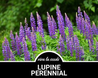 Lupine, Perennial | 50 Seeds | Heirloom | Non-GMO | Lupinus perennis