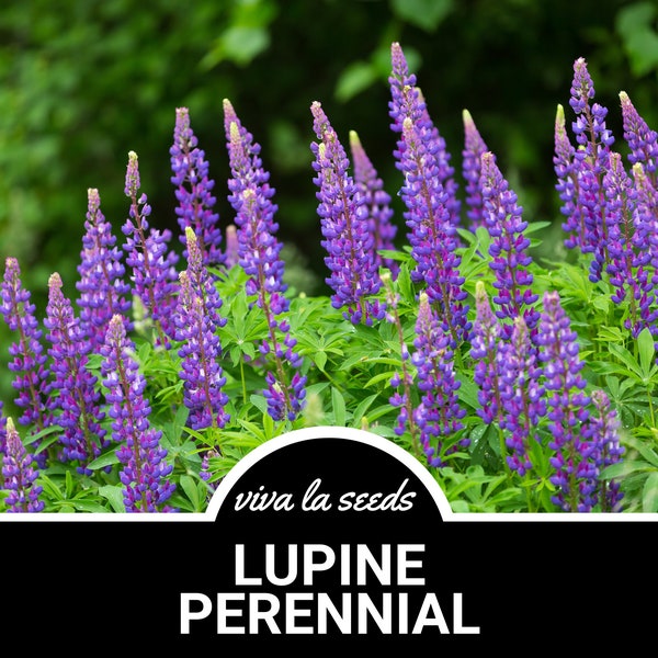 Lupine, Perennial | 50 Seeds | Heirloom | Non-GMO | Lupinus perennis