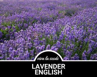 Lavender, English | 100 Seeds | Medicinal | Culinary Herb | Non GMO | Lavandula angustifolia
