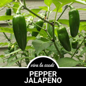 Pepper, Jalapeno Early | 30 Seeds | Easy to Grow | Heirloom | NonGMO | Capscium annuum