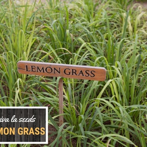 May include: A wooden sign with the words "LEMON GRASS" in black lettering stands in a field of tall, green grass. The sign is on a wooden stake. A white box with the words "viva la seeds" and "LEMON GRASS" is in the lower left corner.