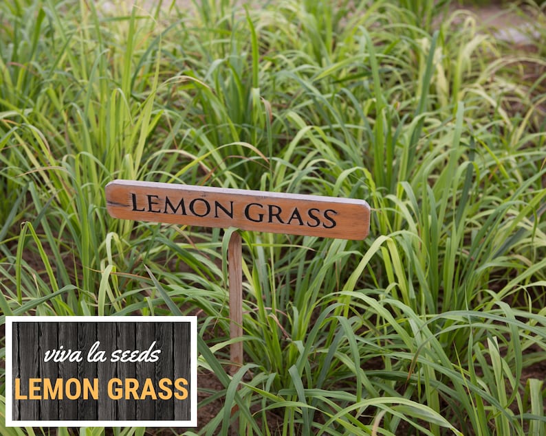 May include: A wooden sign with the words "LEMON GRASS" in black lettering stands in a field of tall, green grass. The sign is on a wooden stake. A white box with the words "viva la seeds" and "LEMON GRASS" is in the lower left corner.
