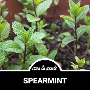 Spearmint | 100 Seeds | Culinary & Medicinal Herb | Heirloom | Non GMO | Mentha spicata