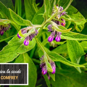 May include: Close-up of a green comfrey plant with purple flowers. The plant is in bloom and has a soft, fuzzy texture. The text "viva la seeds COMFREY" is visible in the lower left corner of the image.