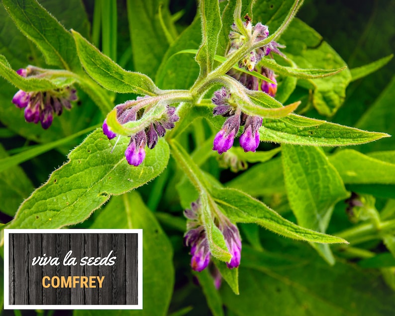 May include: Close-up of a green comfrey plant with purple flowers. The plant is in bloom and has a soft, fuzzy texture. The text "viva la seeds COMFREY" is visible in the lower left corner of the image.