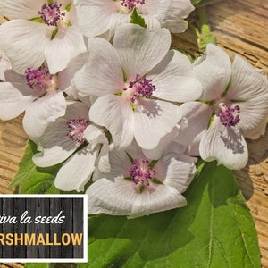 May include: Close-up of white marshmallow flowers with pink centers, arranged on a wooden surface. The text "viva la seeds MARSHMALLOW" is visible in the lower left corner of the image.
