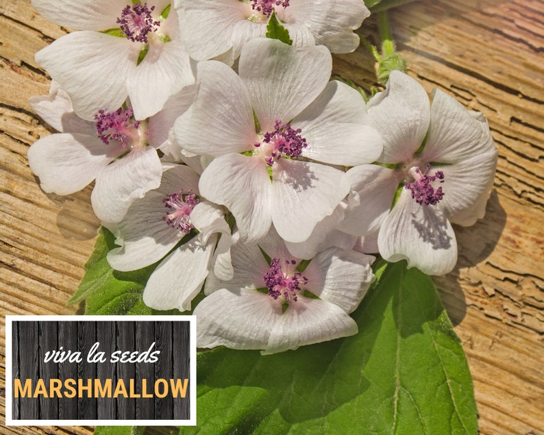 May include: Close-up of white marshmallow flowers with pink centers, arranged on a wooden surface. The text "viva la seeds MARSHMALLOW" is visible in the lower left corner of the image.