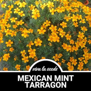 Mexican Mint | Mexican Tarragon | 50 Seeds | Medicinal & Culinary Herb | Tagetes lucida