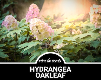 Hydrangea, Oakleaf | 100 Seeds | Heirloom Perennial Shrub | Large Creamy White to Pink Blooms | Hydrangea quercifolia