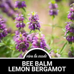 Bee Balm, Lemon Bergamot | Lemon Mint | 100 Seeds | Medicinal | Culinary Herb | Non GMO | Monarda citriodora