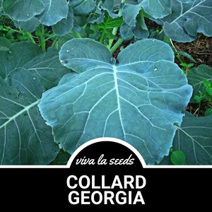 May include: Close-up of large, dark green collard greens growing in a garden. The leaves are large and have a textured surface. The text "viva la seeds" and "COLLARD GEORGIA" is visible in the image.