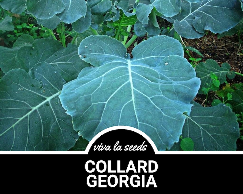 May include: Close-up of large, dark green collard greens growing in a garden. The leaves are large and have a textured surface. The text "viva la seeds" and "COLLARD GEORGIA" is visible in the image.