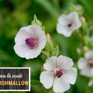 May include: Close-up of white marshmallow flowers with pink centers. The flowers are growing in a field of green grass. The text "viva la seeds MARSHMALLOW" is on a wooden sign in the foreground.