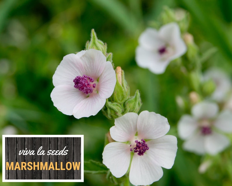 May include: Close-up of white marshmallow flowers with pink centers. The flowers are growing in a field of green grass. The text "viva la seeds MARSHMALLOW" is on a wooden sign in the foreground.