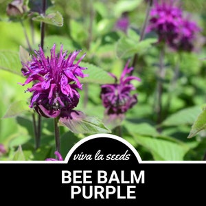 Bee Balm, Purple | 50 Seeds | Medicinal & Culinary Herb | Non GMO | Monarda media