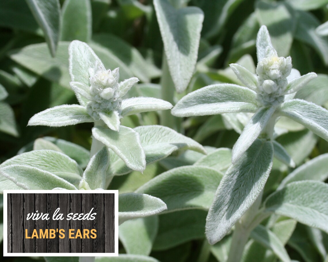 Lamb's Ears 50 Seeds Medicinal Herb Non GMO Etsy