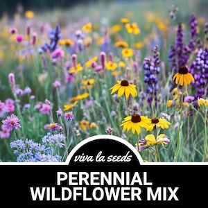 Wildflower Mix, Perennial | 15 Varieties Mix | 1000 Seeds | Stunning Flowers