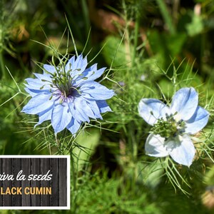 May include: Two blue and white flowers with green stems and leaves. The flowers have a star-shaped appearance with a dark center. The text "viva la seeds BLACK CUMIN" is on a wooden background.