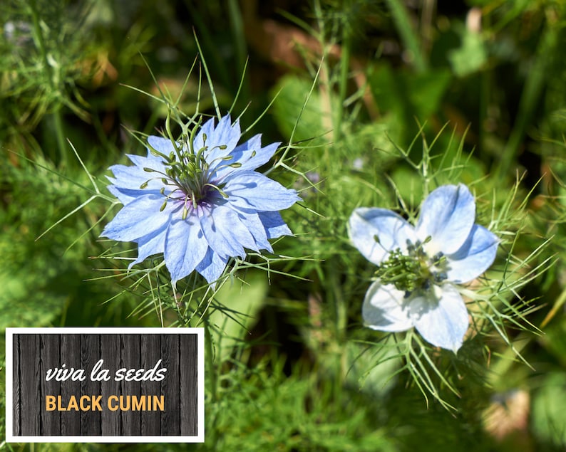 May include: Two blue and white flowers with green stems and leaves. The flowers have a star-shaped appearance with a dark center. The text "viva la seeds BLACK CUMIN" is on a wooden background.